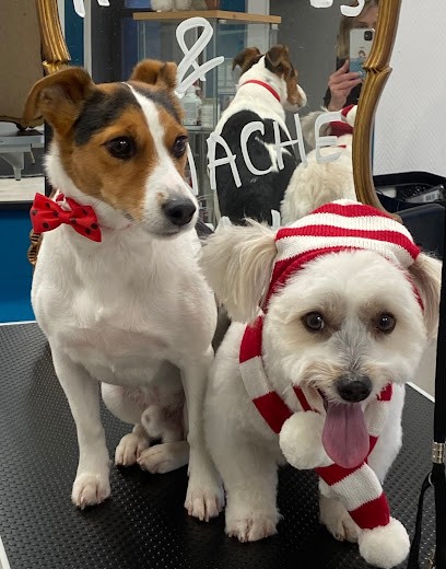 Moustaches Et Panache, Toiletteur pour Animaux à Valdoie