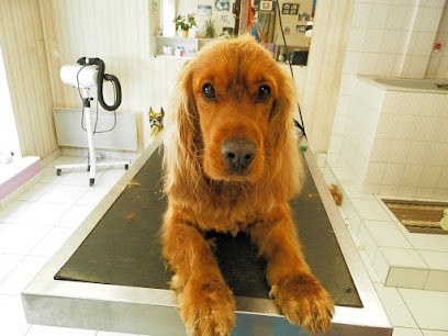 Crazy Dog, Toiletteur pour Animaux à Aire-sur-l'Adour