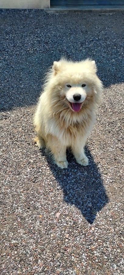 Le Chien Rêveur, Toiletteur pour Animaux à Saint-Loup-sur-Semouse
