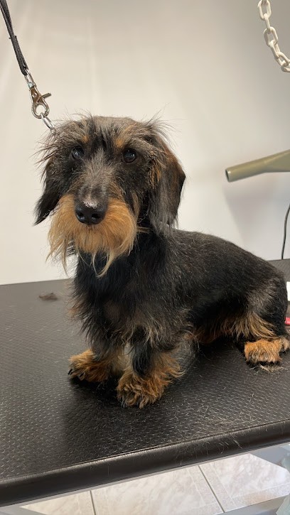 Aux Plaisirs Canins, Toiletteur pour Animaux à Vendenheim