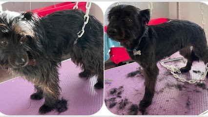 F&C Toilettage, Toiletteur pour Animaux à Languidic