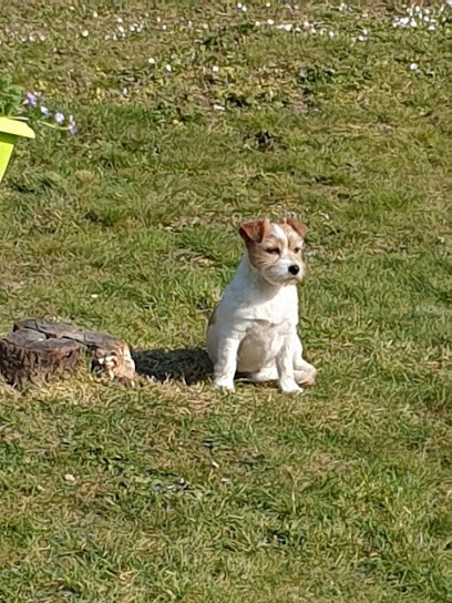 Aline Toilettage, Toiletteur pour Animaux à Évreux