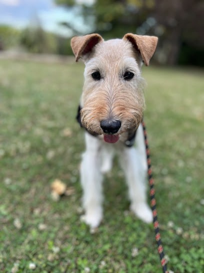 Toilettage Passion, Toiletteur pour Animaux à Melle