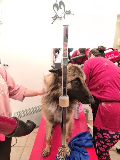 Bormicanin, Toiletteur pour Animaux à Bormes-les-Mimosas