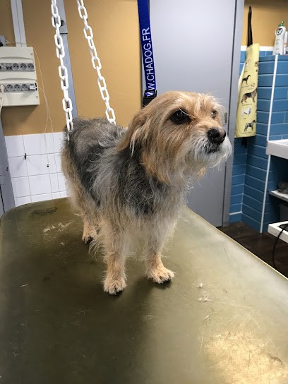 O'Poil Toilettage, Toiletteur pour Animaux à La Garenne-Colombes