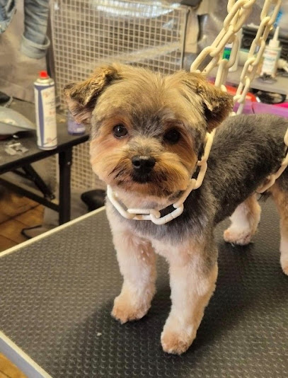 Toiletteuse - Au Poil Fou, Toiletteur Pour Animaux à Beaulieu-lès-Loches