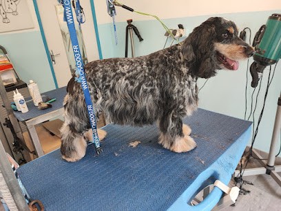 Au Toutou Chic, Toiletteur pour Animaux à Saint-Denis-de-Pile
