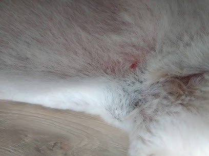 Au Basset Coquet, Toiletteur pour Animaux à Briollay