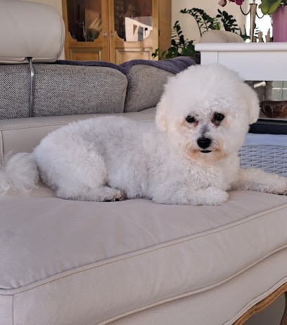 Euro Canin services Ollioules, Toiletteur pour Animaux à Ollioules