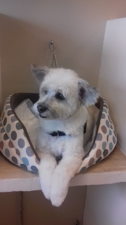 L'Eden Dogs., Toiletteur pour Animaux à Montmorency