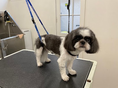 4 Pattes & Compagnie, Toiletteur pour Animaux à Saint-Avertin