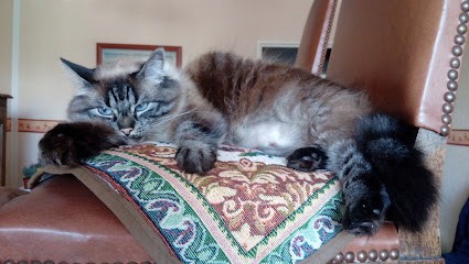 La Coupe aux Clebs, Toiletteur pour Animaux à Soissons