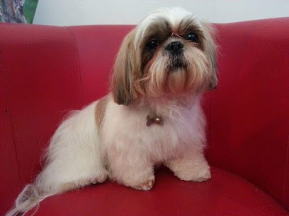 A Fleur De Chiens, Toiletteur pour Animaux à Mandelieu-la-Napoule