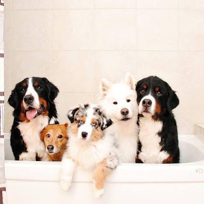 La patte à modeler, Toiletteur pour Animaux à Ornans