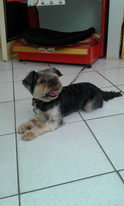 Institut 4 Pattes, Toiletteur pour Animaux à Riom