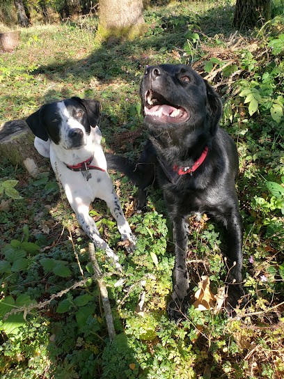 Instant Chien, Toiletteur pour Animaux à Neuvic