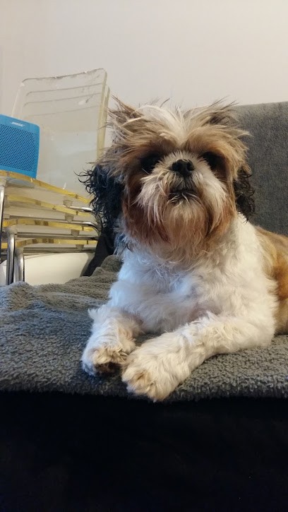 Dogs Island, Toiletteur pour Animaux à Wattignies