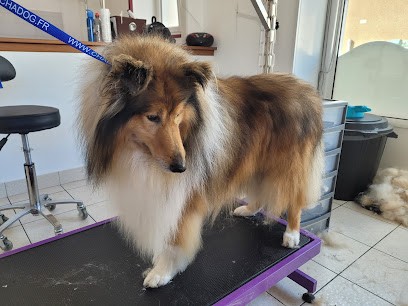 O' Poil Près, Toiletteur pour Animaux à Brûlon