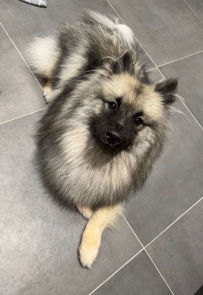 Les Aristochiens, Toiletteur pour Animaux à Langon