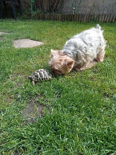 Marin Sandrine, Toiletteur pour Animaux à L'Haÿ-les-Roses