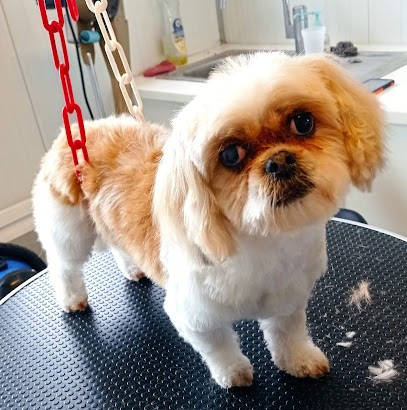 Toilettage Amarilys, Toiletteur pour Animaux à Saint-Paul-du-Bois