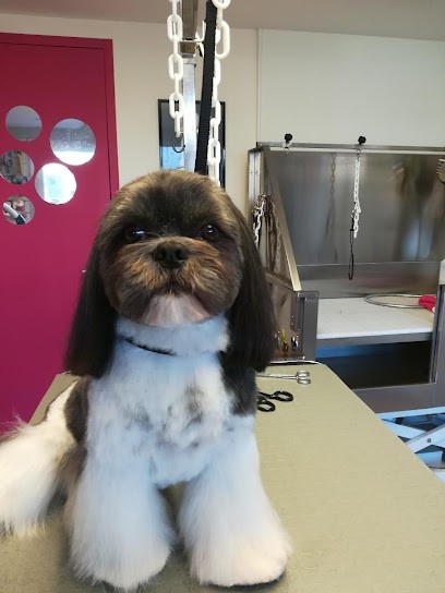 Bel Ami, Toiletteur pour Animaux à Riantec