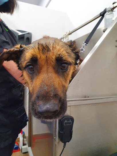 Bulle De Savon, Toiletteur pour Animaux à Landivisiau