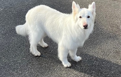 Aux 101 Dalmachiens, Toiletteur pour Animaux à Saint-Péray