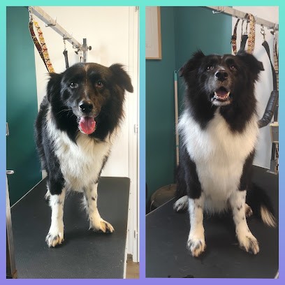 Lisle aux Toutous, Toiletteur pour Animaux à Lisle-sur-Tarn