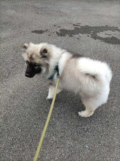 Cani Couaf, Toiletteur pour Animaux à Saint-Avé