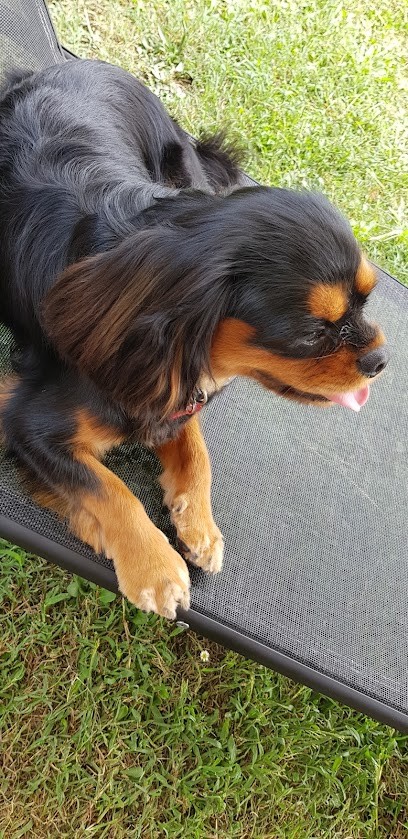 Animali'Coif, Toiletteur pour Animaux à Biganos