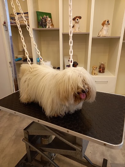 Au Ch Ti Chien, Toiletteur pour Animaux à Villeréal