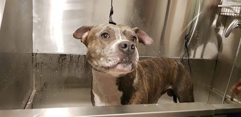 Toilettage Dog'Haircut, Toiletteur pour Animaux à Villers-en-Vexin