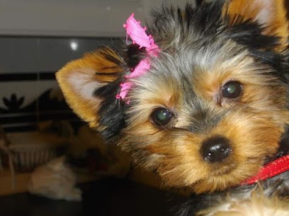 Au Salon Du Chien Chez Isabelle, Toiletteur pour Animaux à Villeneuve-sur-Lot