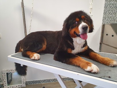 Mathidogs, Toiletteur pour Animaux au Perthus