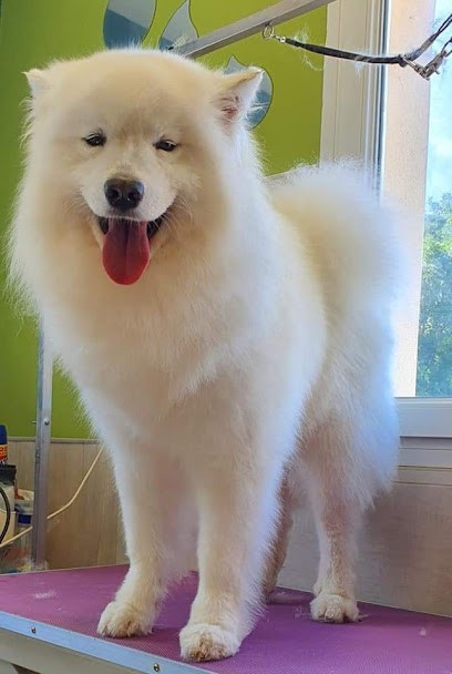 Beauty Canine 17, Toiletteur pour Animaux à Nuaillé-d'Aunis