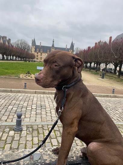 Salon de Toilettage Adelaide, Toiletteur pour Animaux à Nevers