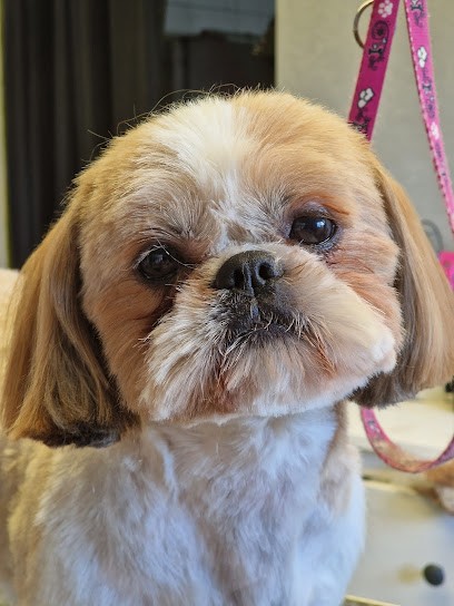 Toilettage, Toiletteur pour Animaux à Lanester