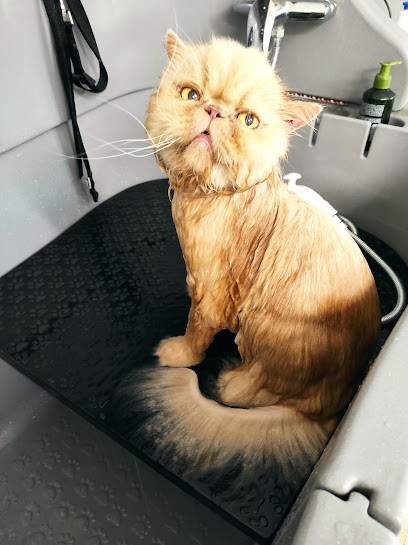 La Boite à Cabots, Toiletteur pour Animaux à Villefargeau