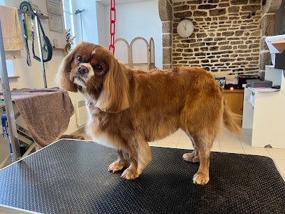 Salon De Toilettage Aux 6 Os D'or, Toiletteur Pour Animaux à Juvigny les Vallées