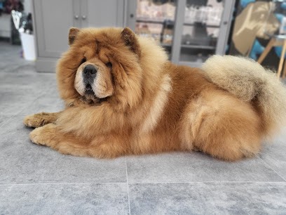 Gat Y Gos Salon De Toilettage Canin Et Félin, Toiletteur pour Animaux à Rivesaltes