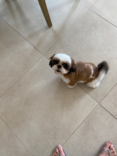 Simon Collette Chantal, Toiletteur pour Animaux à Mouans-Sartoux