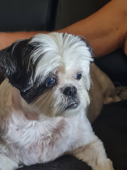 Patal'O, Toiletteur pour Animaux aux Avenières Veyrins-Thuellin