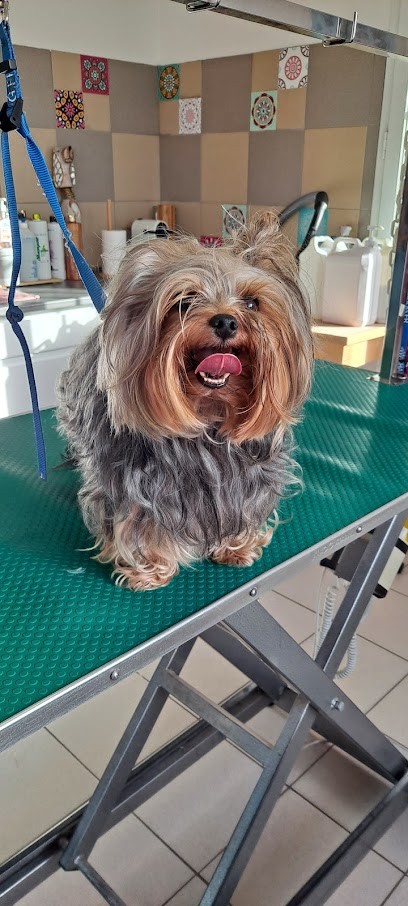 TOUTOU KWOUAF', Toiletteur pour Animaux au Teich