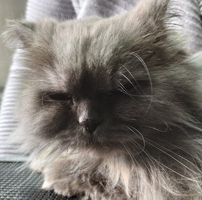 Bien Dans Ses Poils, Toiletteur pour Animaux à Metz