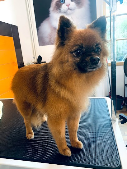 Dog'institut, Toiletteur pour Animaux à Tilly-sur-Seulles