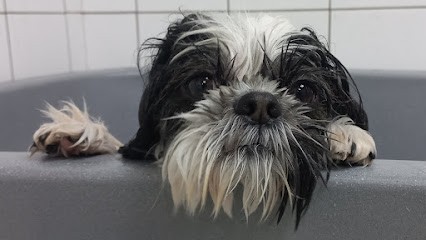Animo'd toilettage chiens et chats, Toiletteur pour Animaux à Brest