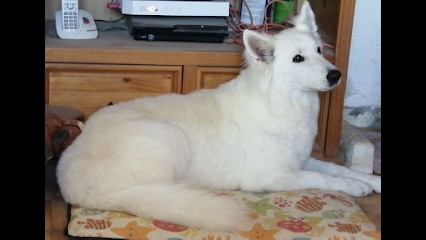 Toiletteur Chez Anilou, Toiletteur pour Animaux à Livron-sur-Drôme