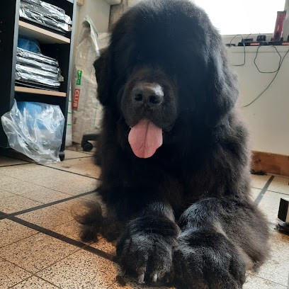 ALT Ô POILS - WENDY, Toiletteur pour Animaux à Trévières