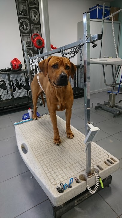 Toutoulib - Salon de toilettage Beaurains, Toiletteur pour Animaux à Beaurains